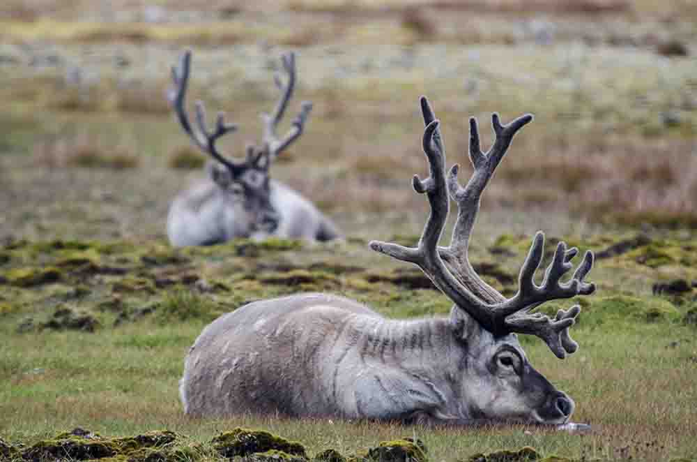 Reno - islas Svalbard - Noruega 10.jpg
